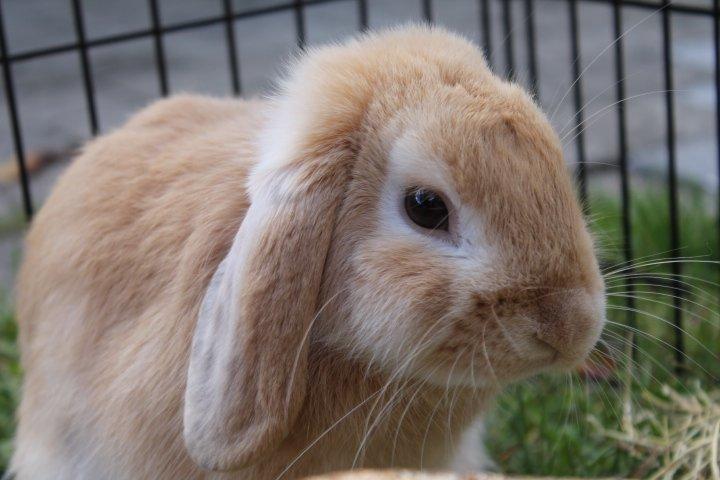 Kanin Kayser's Dreamlover - Mino billede 2