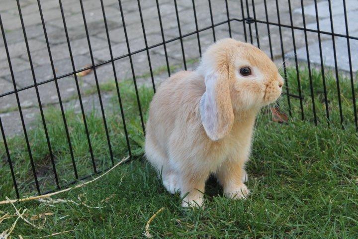 Kanin Kayser's Dreamlover - Mino billede 14