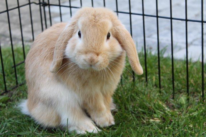 Kanin Kayser's Dreamlover - Mino billede 15