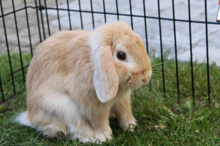 Kanin Kayser's Dreamlover - Mino billede 16