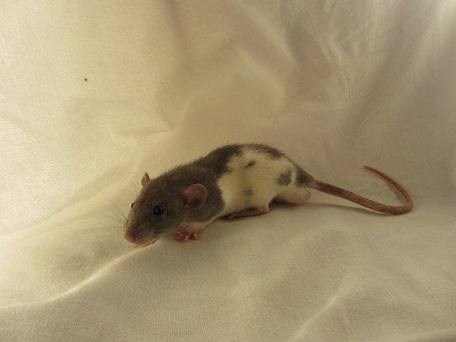 Tamrotte Figaro billede 3