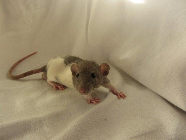 Tamrotte Figaro billede 4