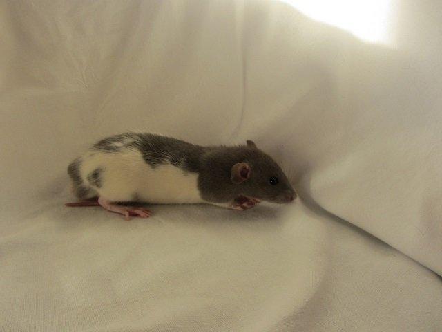 Tamrotte Figaro billede 5