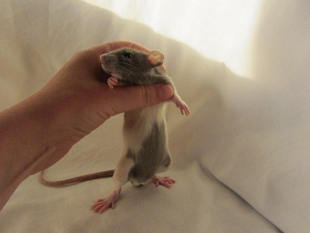 Tamrotte Figaro billede 6