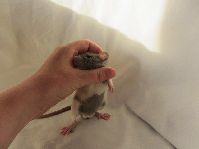 Tamrotte Figaro billede 7