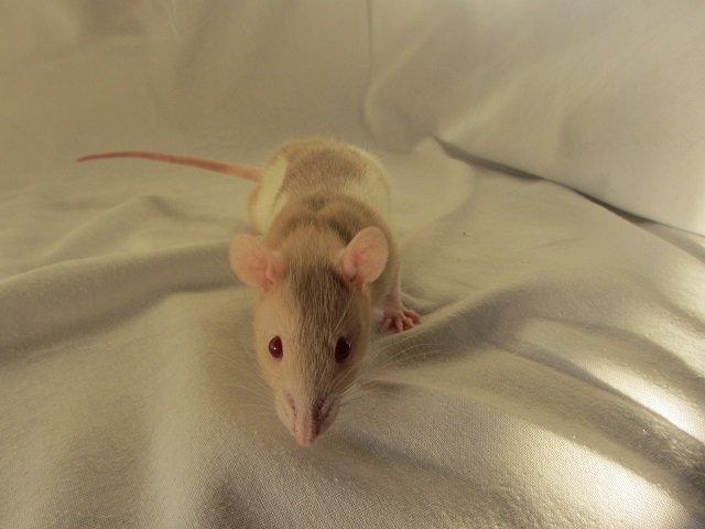 Tamrotte Cleo billede 3