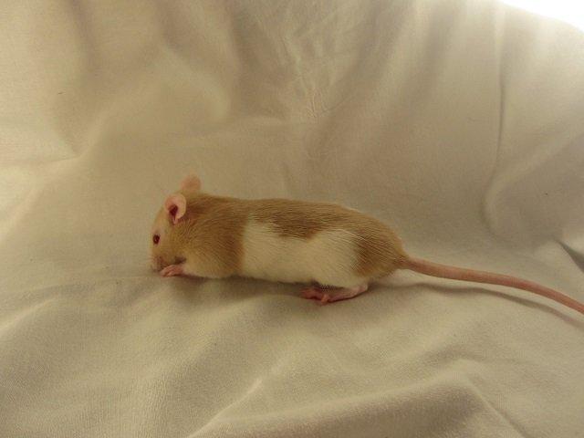 Tamrotte Cleo billede 4