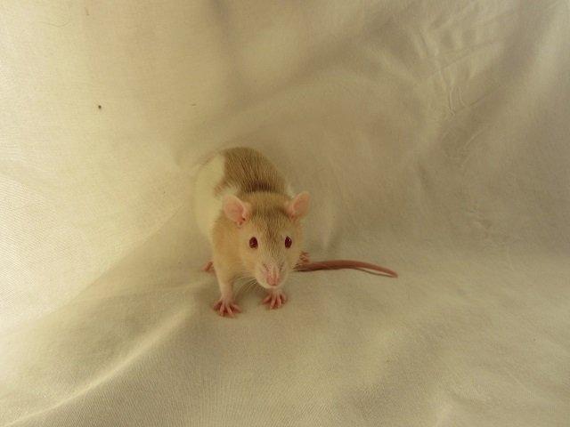 Tamrotte Cleo billede 5