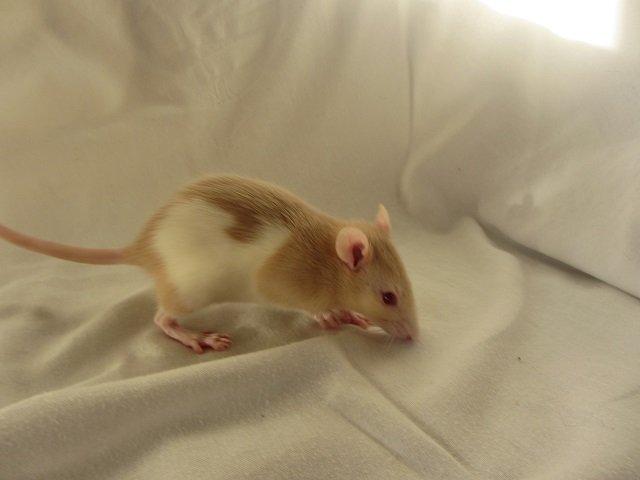 Tamrotte Cleo billede 6