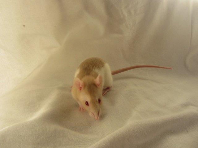 Tamrotte Cleo billede 7