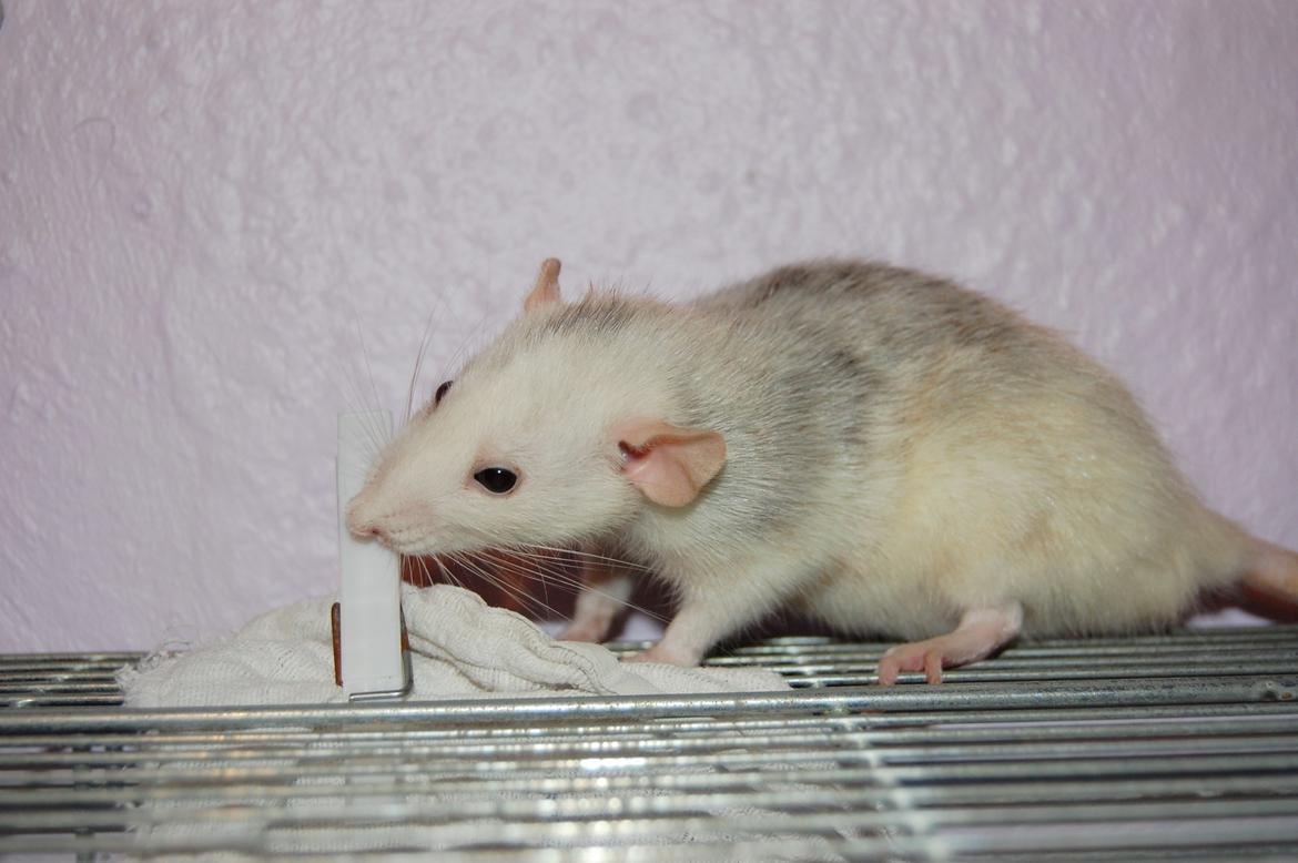 Tamrotte | Madonna billede 17