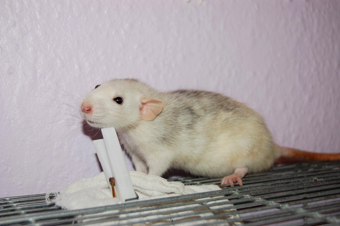 Tamrotte | Madonna billede 18