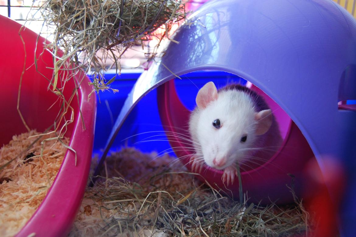 Tamrotte | Madonna - Lille baby da <3 billede 1