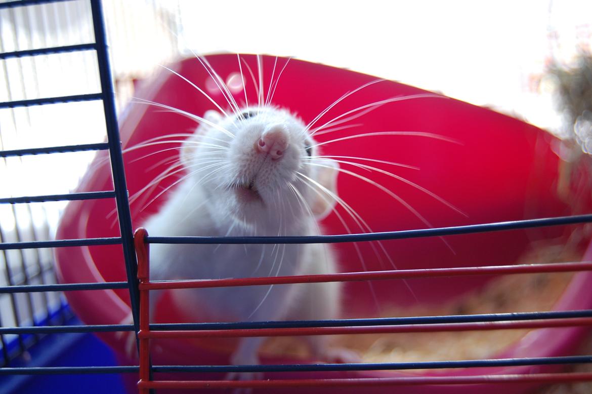 Tamrotte | Madonna billede 19