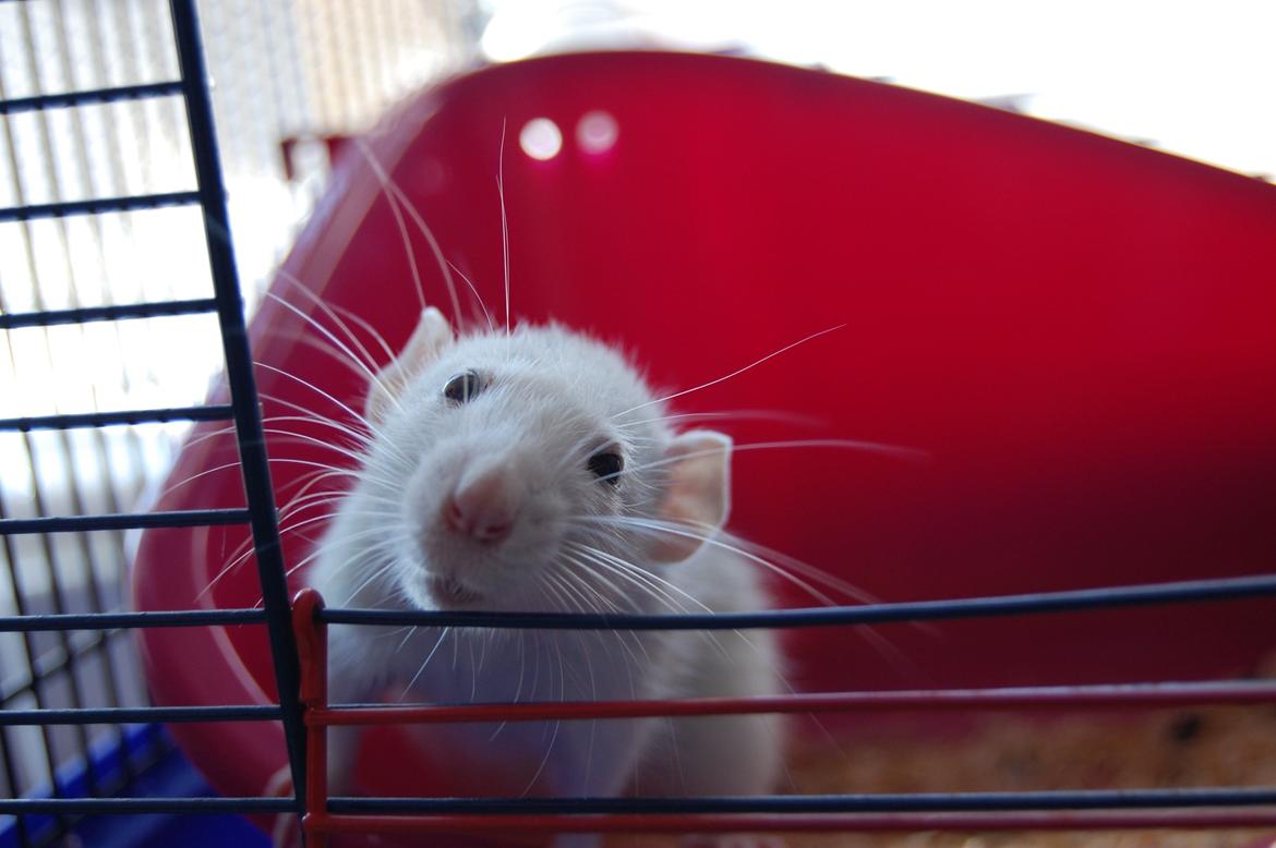 Tamrotte | Madonna billede 5