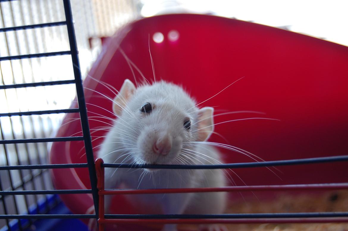 Tamrotte | Madonna billede 12