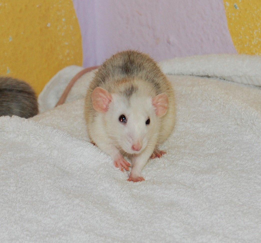 Tamrotte | Madonna billede 6