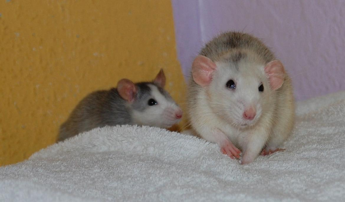 Tamrotte | Madonna - Hendes øje ser rimelig voldsomt ud lige her :/ billede 20