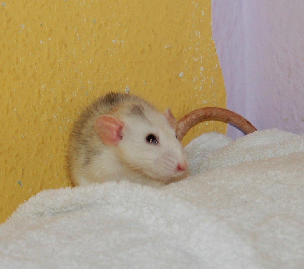 Tamrotte | Madonna billede 21