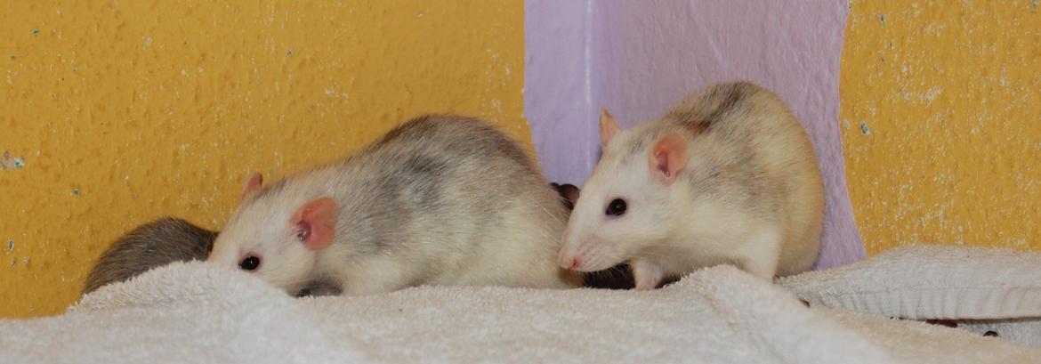 Tamrotte | Madonna billede 22