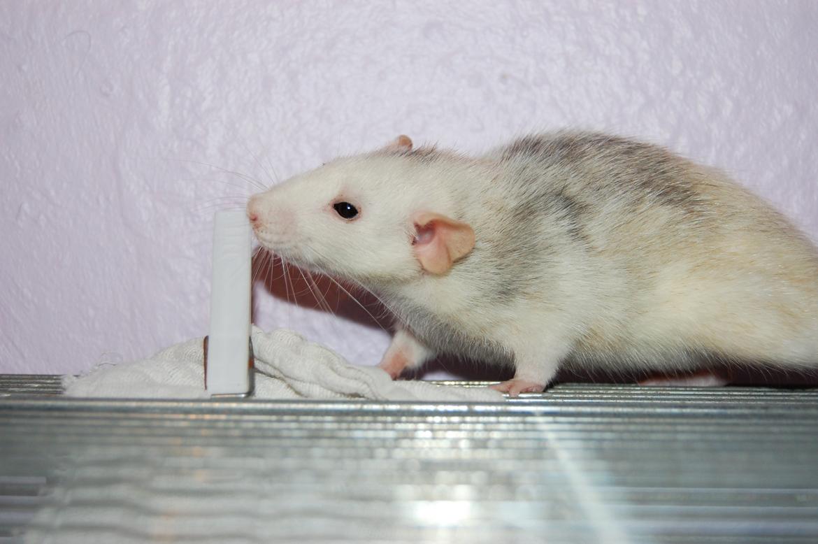 Tamrotte | Madonna billede 8