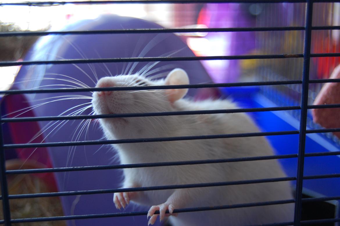 Tamrotte | Lexie billede 14