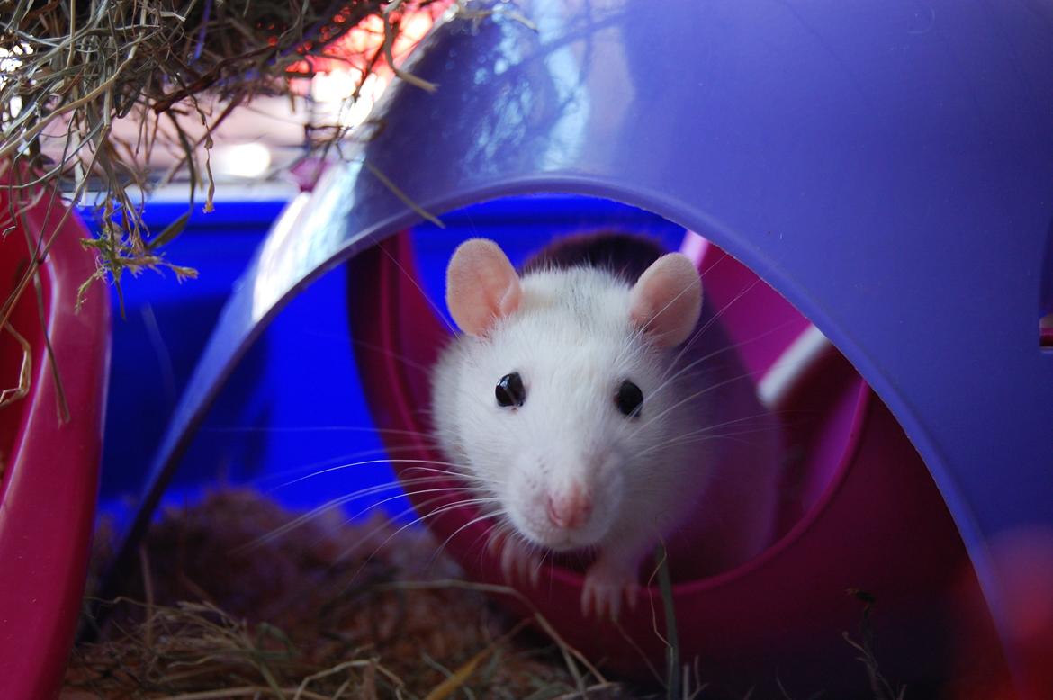 Tamrotte | Lexie billede 15