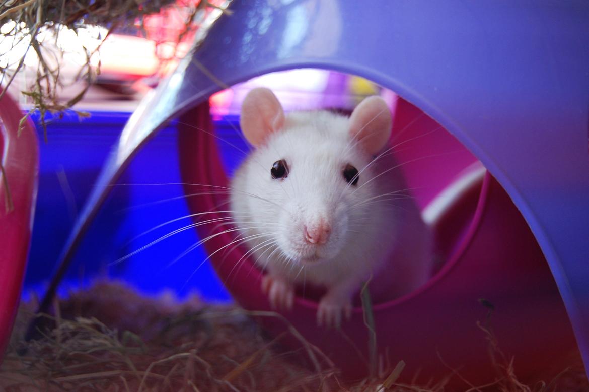 Tamrotte | Lexie billede 1