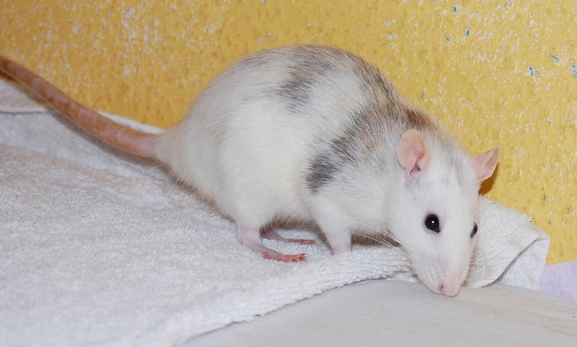 Tamrotte | Lexie billede 17