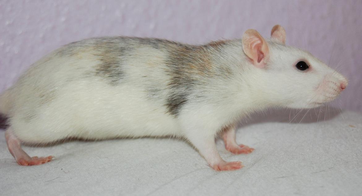 Tamrotte | Lexie billede 18