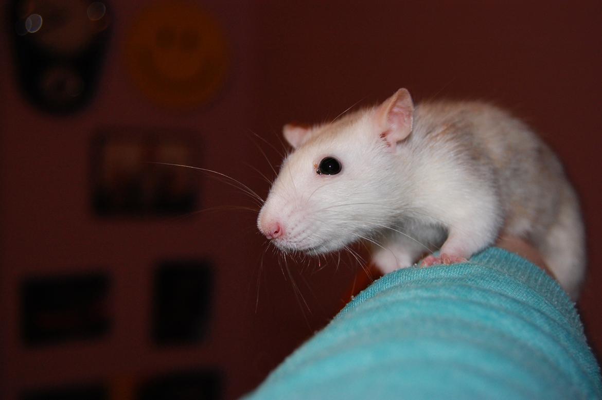 Tamrotte | Lexie billede 19