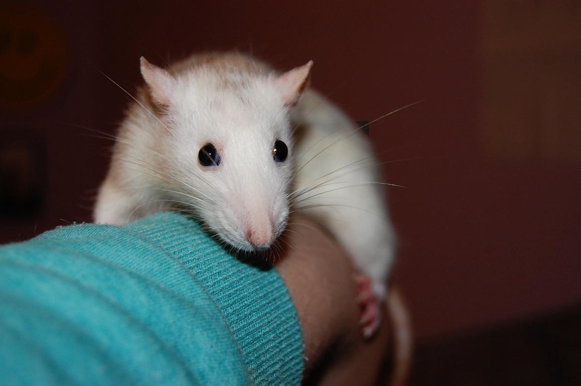 Tamrotte | Lexie billede 20