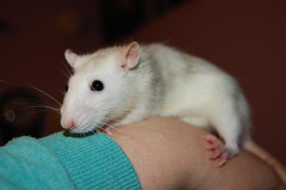 Tamrotte | Lexie billede 21