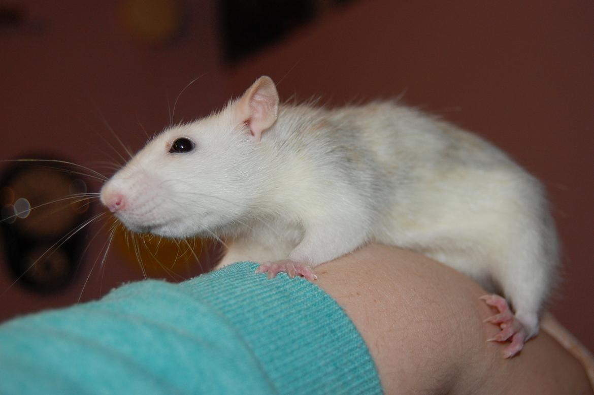 Tamrotte | Lexie billede 22