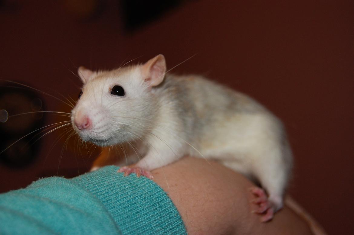 Tamrotte | Lexie billede 23