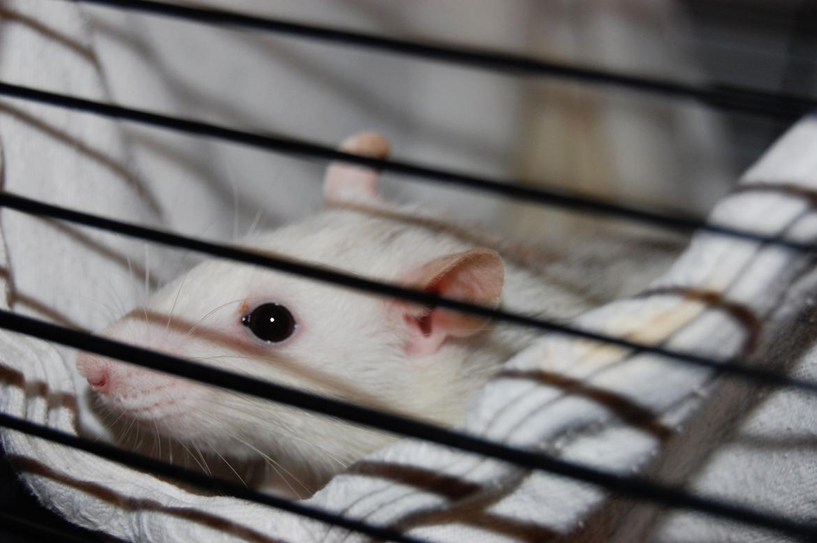 Tamrotte | Lexie billede 24