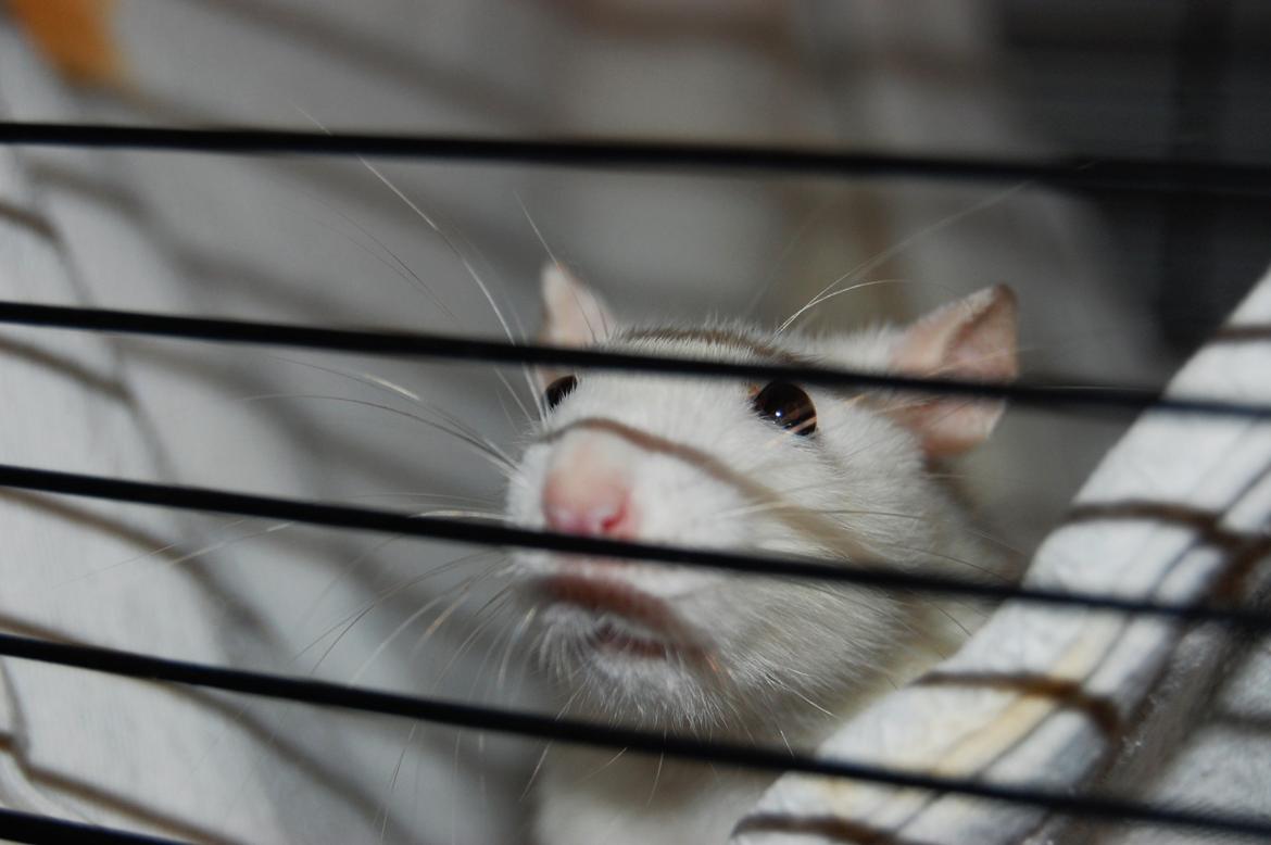 Tamrotte | Lexie billede 25