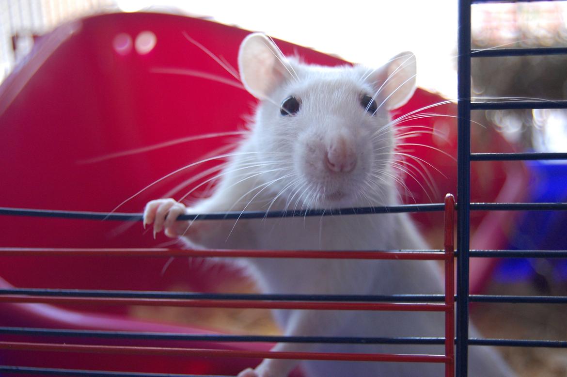 Tamrotte | Lexie billede 26