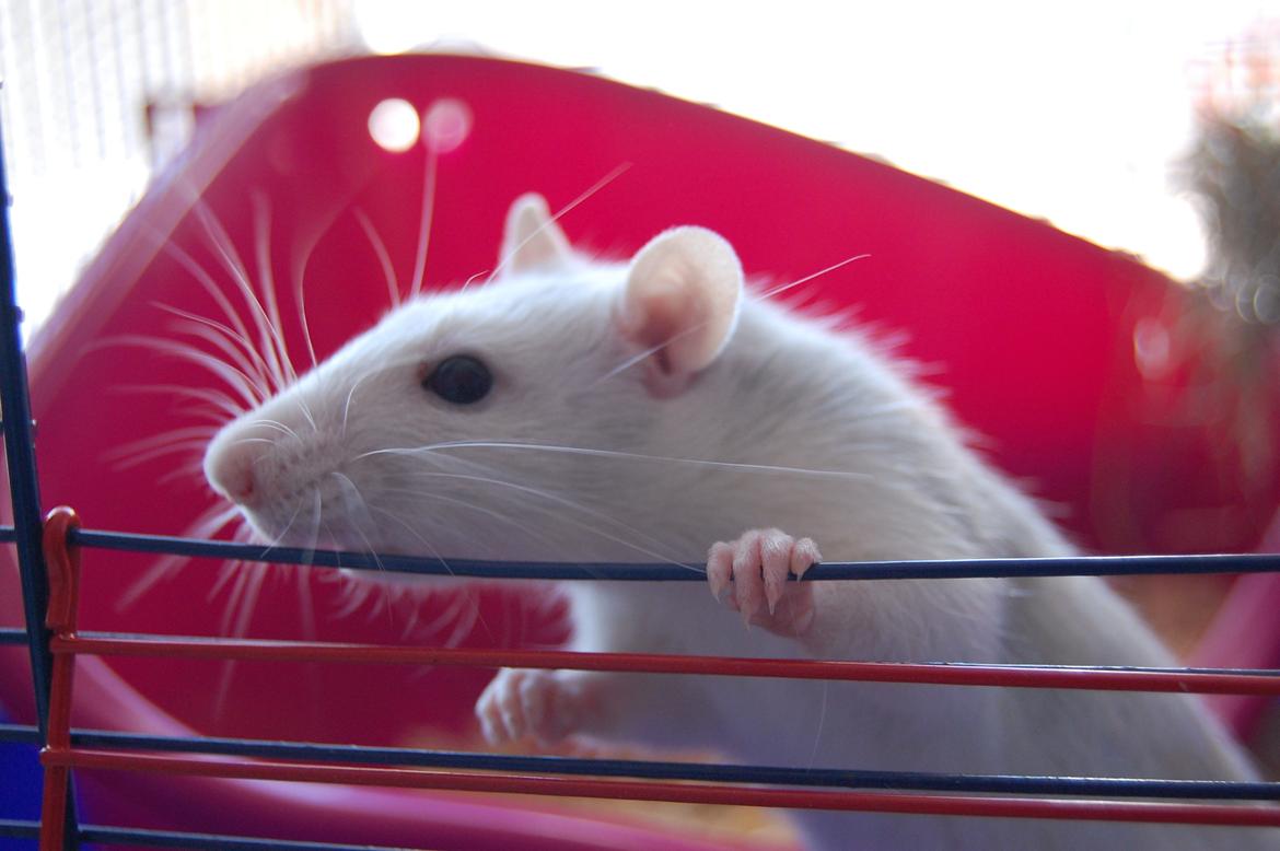 Tamrotte | Lexie billede 27