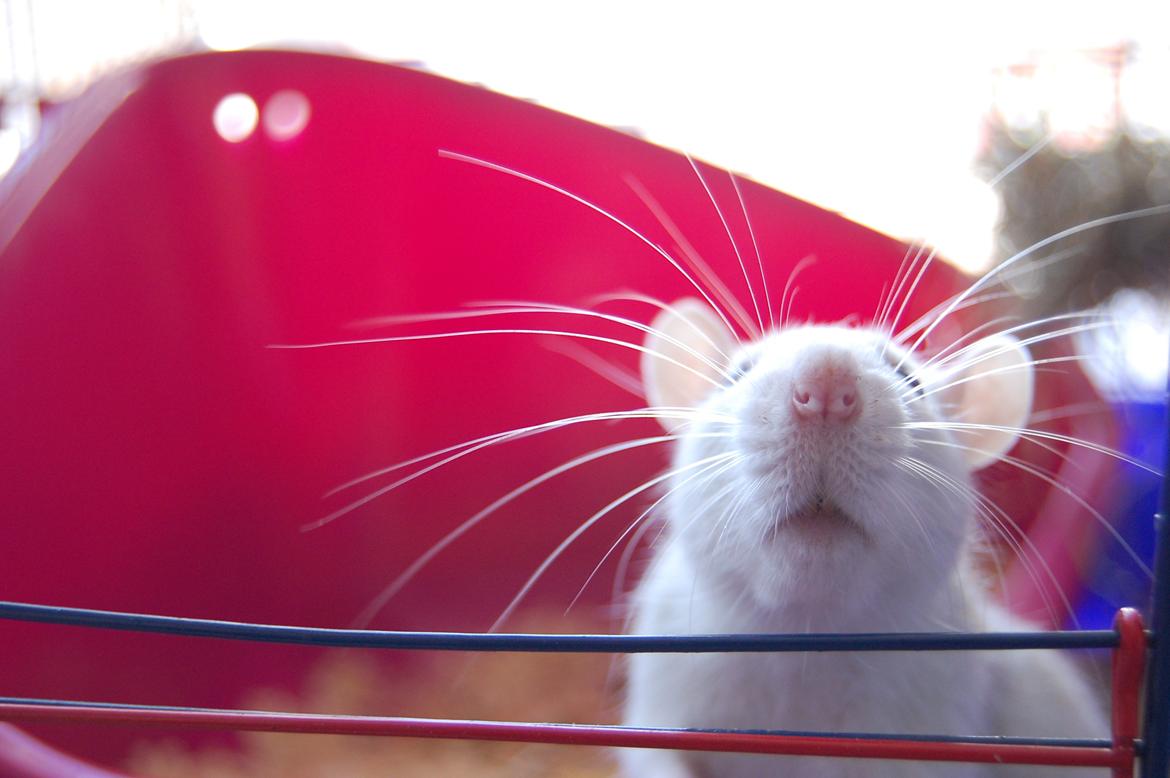 Tamrotte | Lexie billede 28