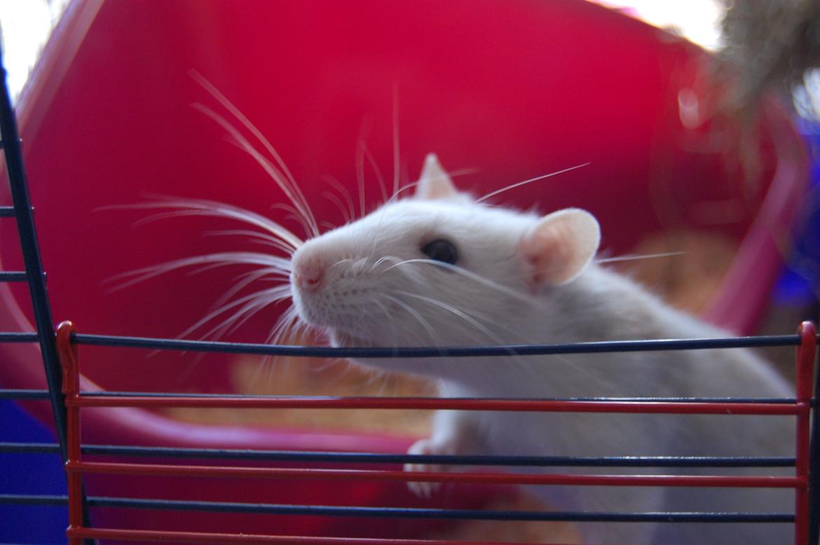 Tamrotte | Lexie billede 29