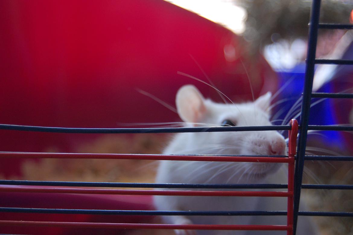 Tamrotte | Lexie billede 30