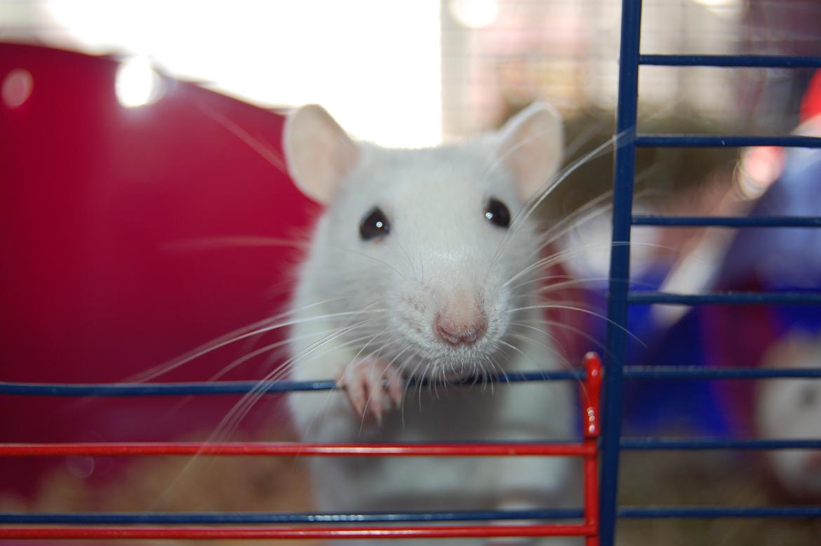 Tamrotte | Lexie billede 12