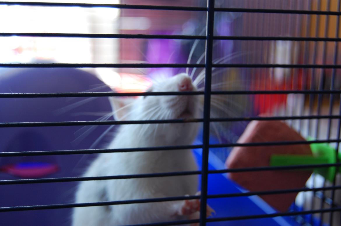 Tamrotte | Lexie billede 7