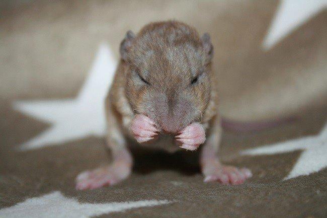 Tamrotte Mino billede 3