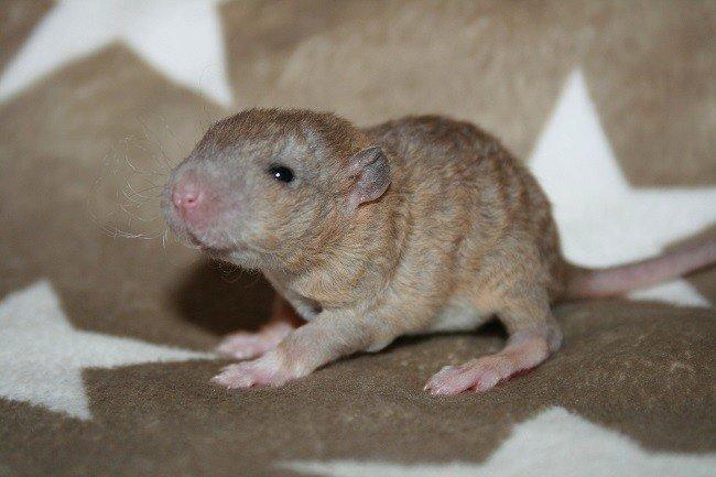 Tamrotte Mino billede 4