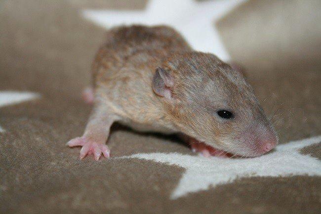 Tamrotte Mino billede 5