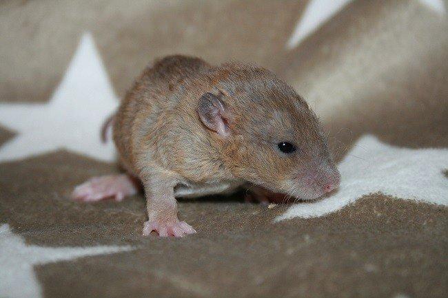 Tamrotte Mino billede 6