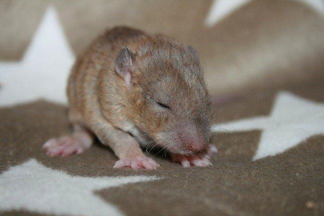 Tamrotte Mino billede 7