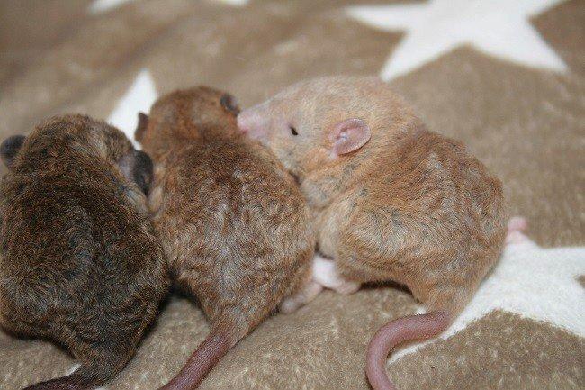 Tamrotte Mino - Lille Mino der ligger imellem to af sine søskende en Agouti og Cinnamon billede 8